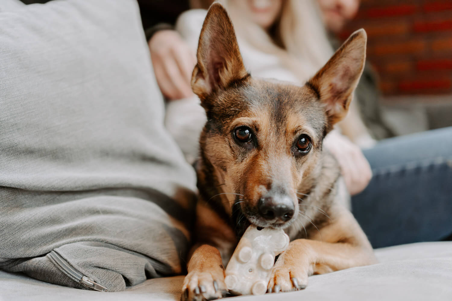 Mischling Hundefotoshooting Hamburg