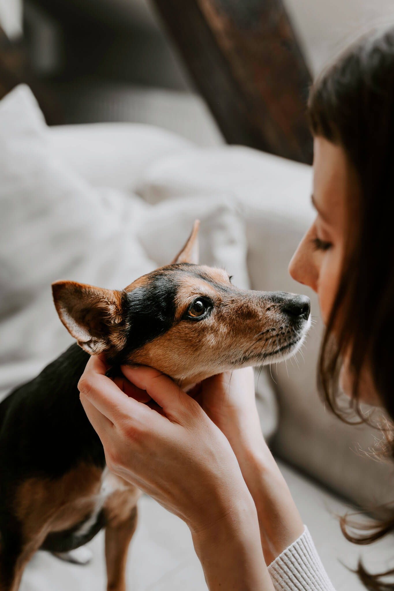 Fotoshooting mit Hund zu Hause Besitzer