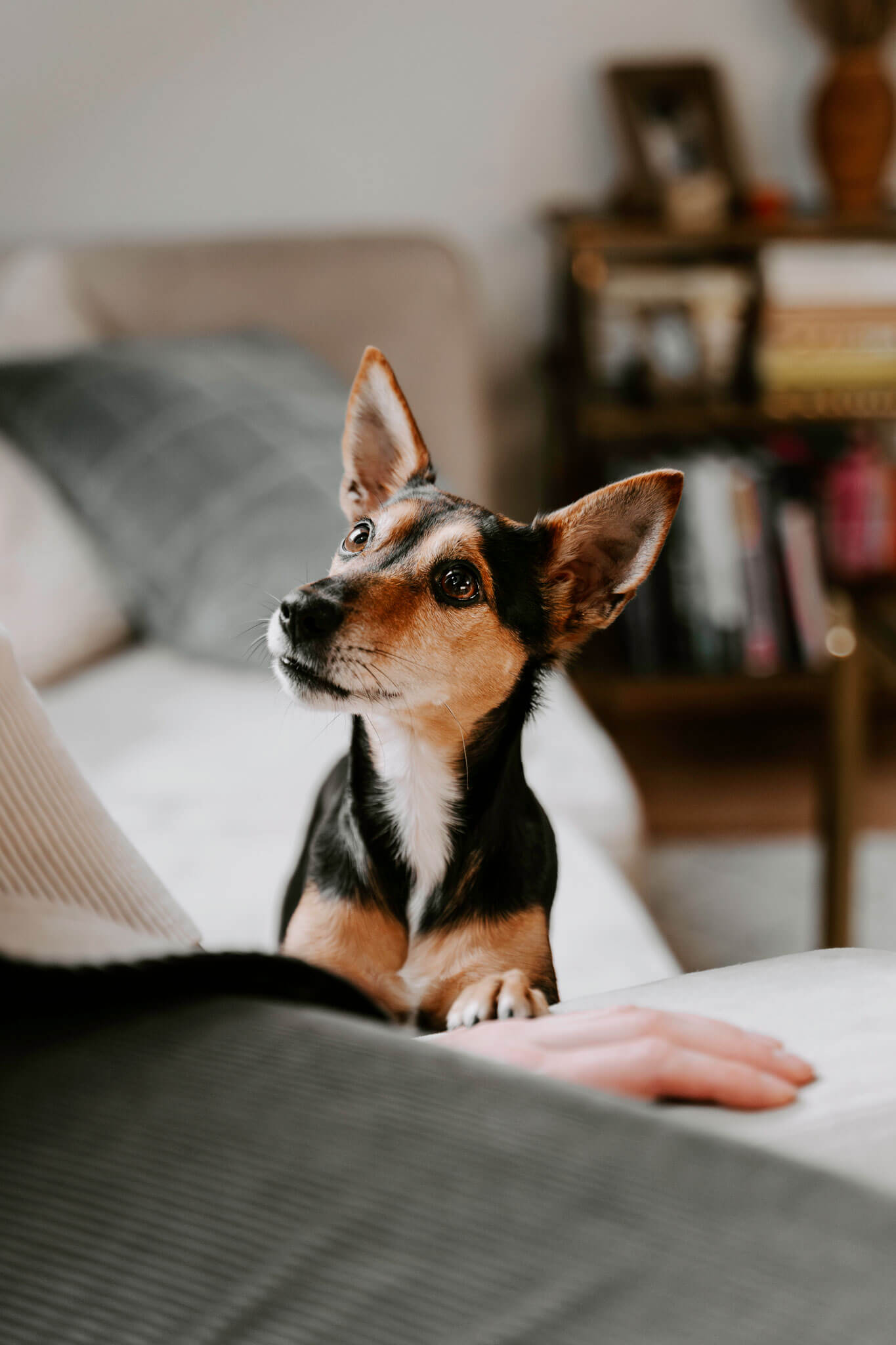 Fotoshooting mit Hund zu Hause Hamburg Sofa