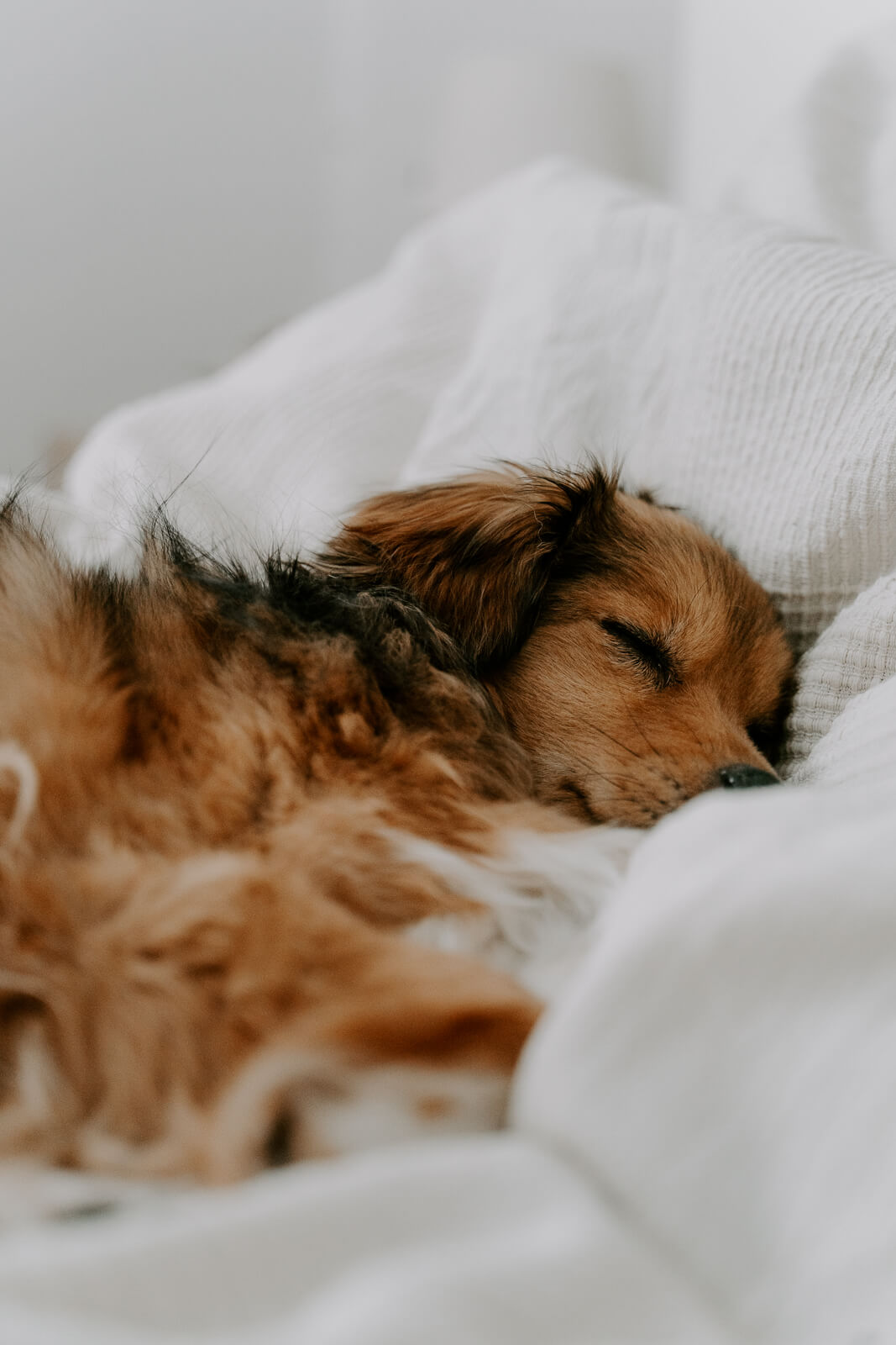 Tierschutzhund Fotoshooting reaktiver Hund Fotoshooting zu Hause