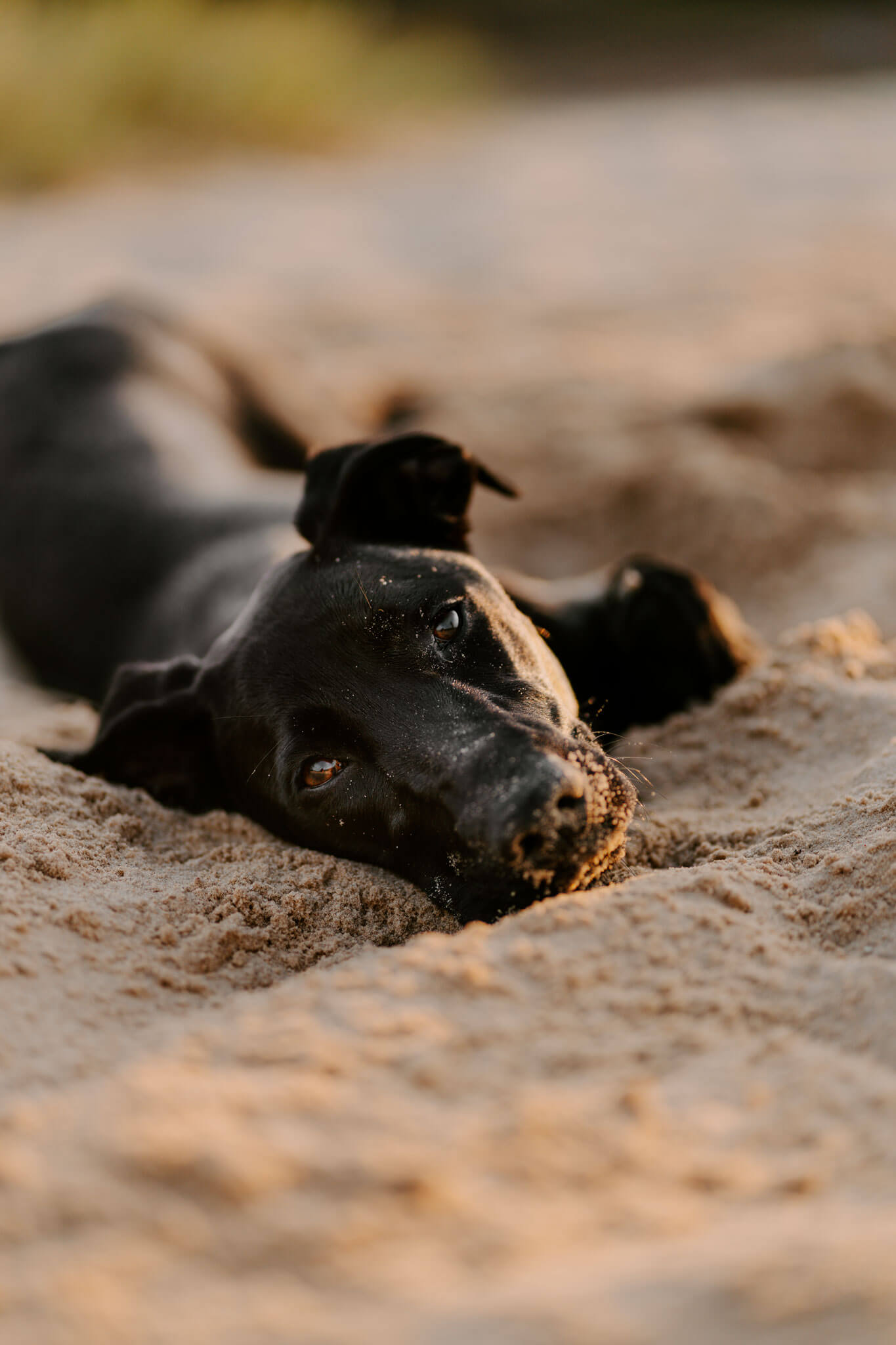schwarzer Mischling bei einem Fotoshooting im Sand in Hamburg