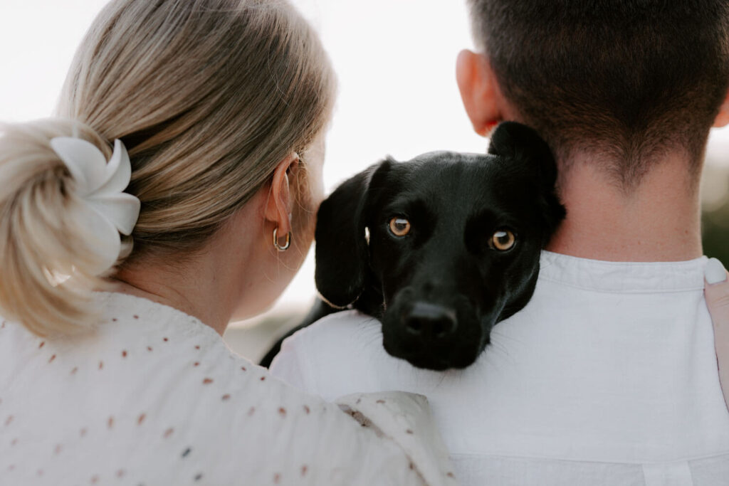 Hundeportrait