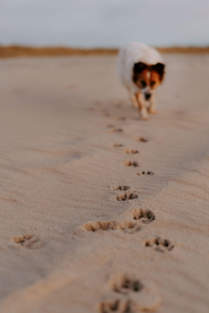 hund sylt Strand shooting